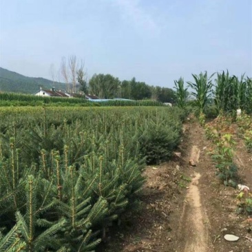 批发出售云杉工程树云杉小苗陆地苗及杯苗