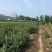 批发出售云杉工程树云杉小苗陆地苗及杯苗