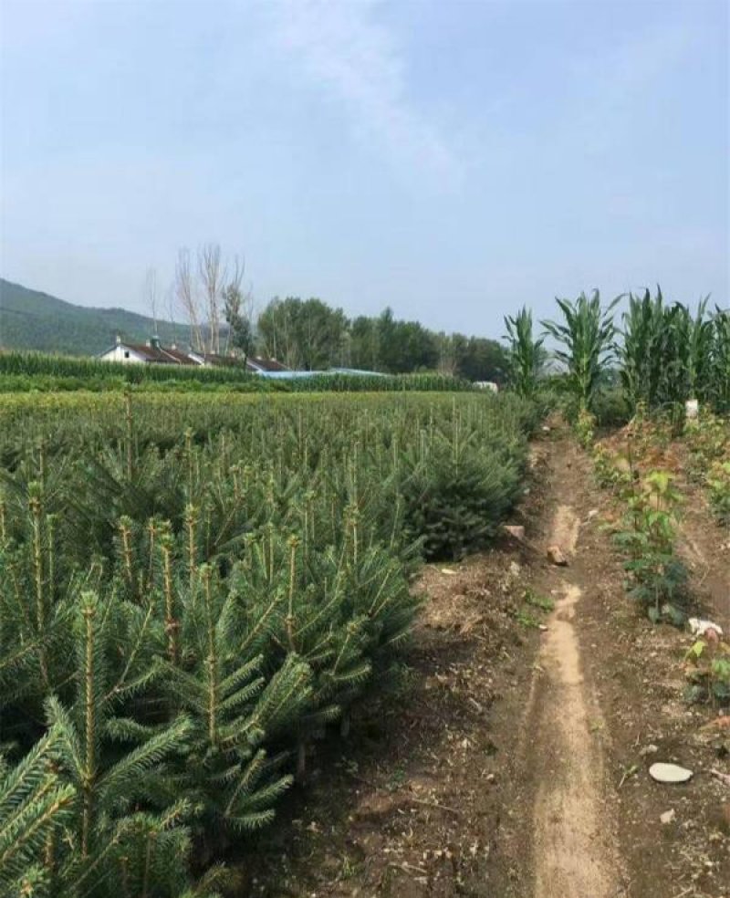 批发出售云杉工程树云杉小苗陆地苗及杯苗