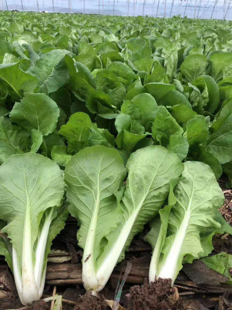 上海青油菜，山东菏泽曹县蔬菜基地常年供货代收代发