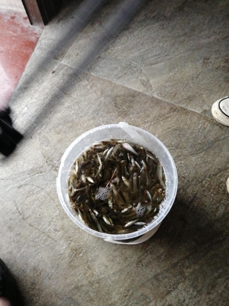 虾笼龙虾网渔网捞鱼网抓河虾笼捕虾网伞形折叠渔笼加厚自动捕