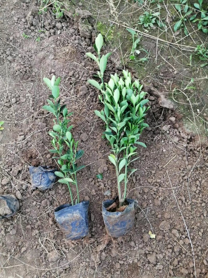 冬青，小皮盆冬青，地栽冬青