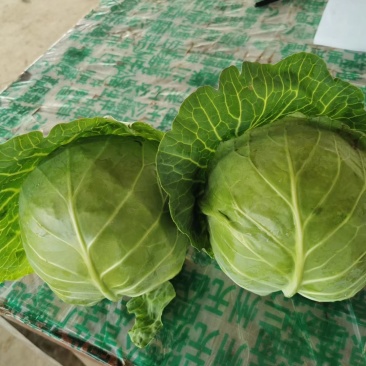 包包菜