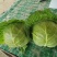包包菜