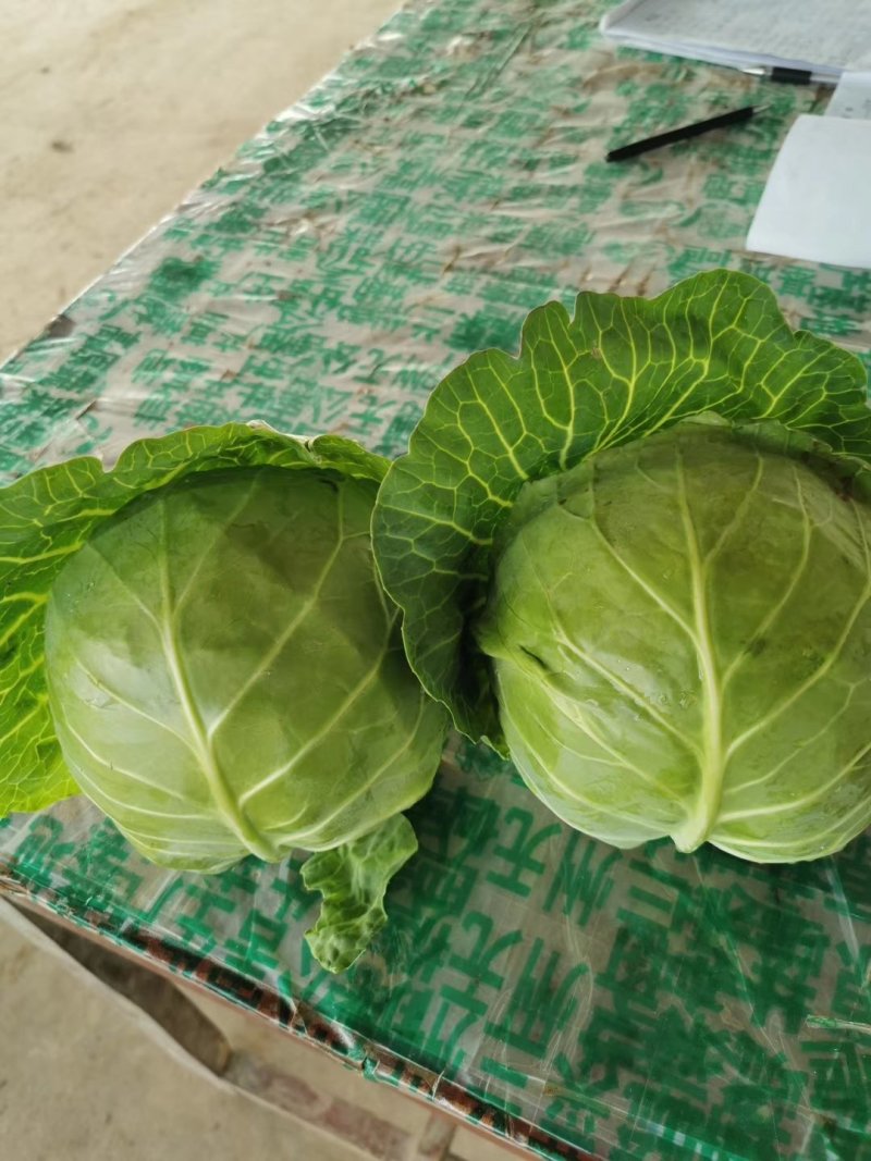 包包菜