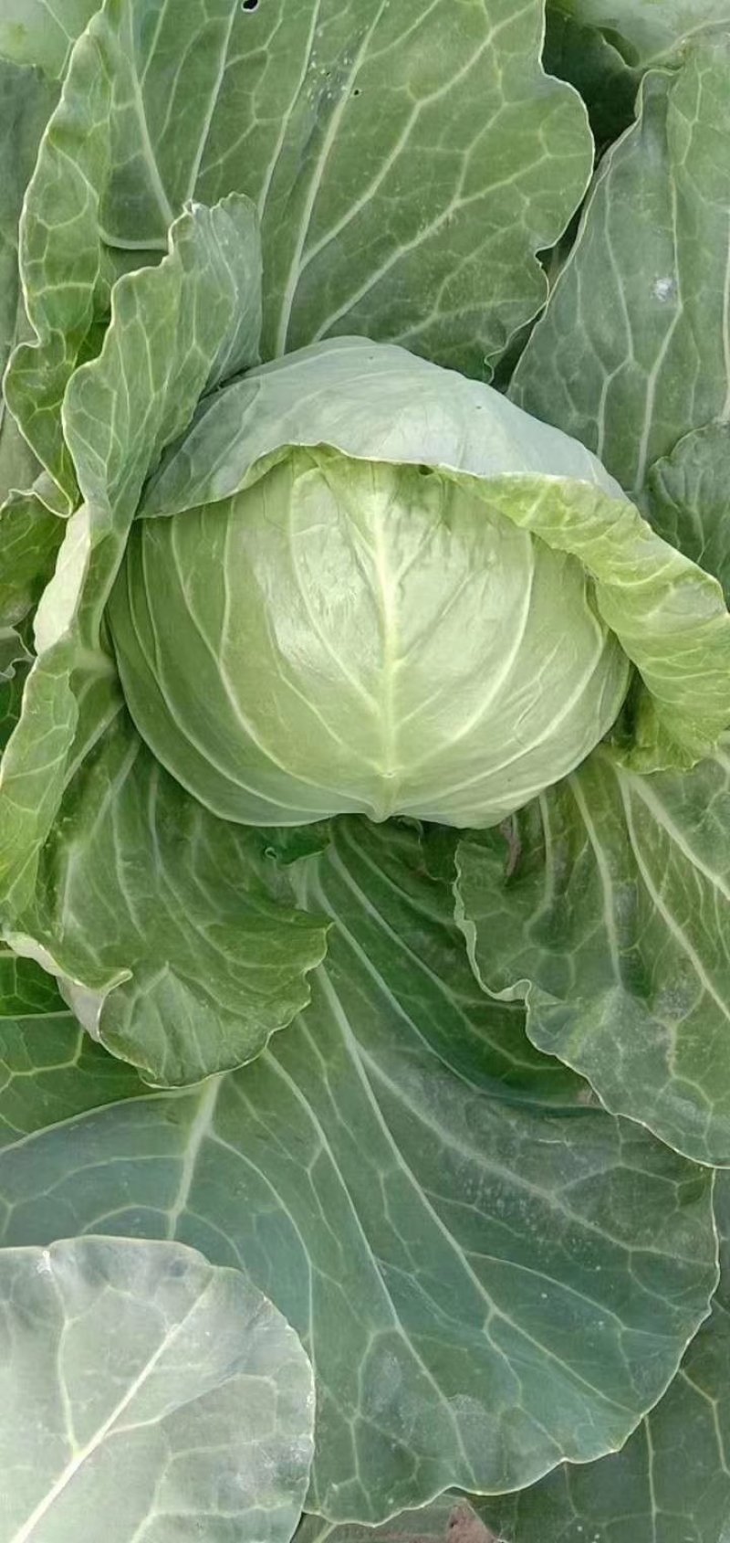 包包菜