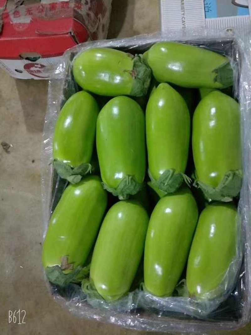 绿茄子