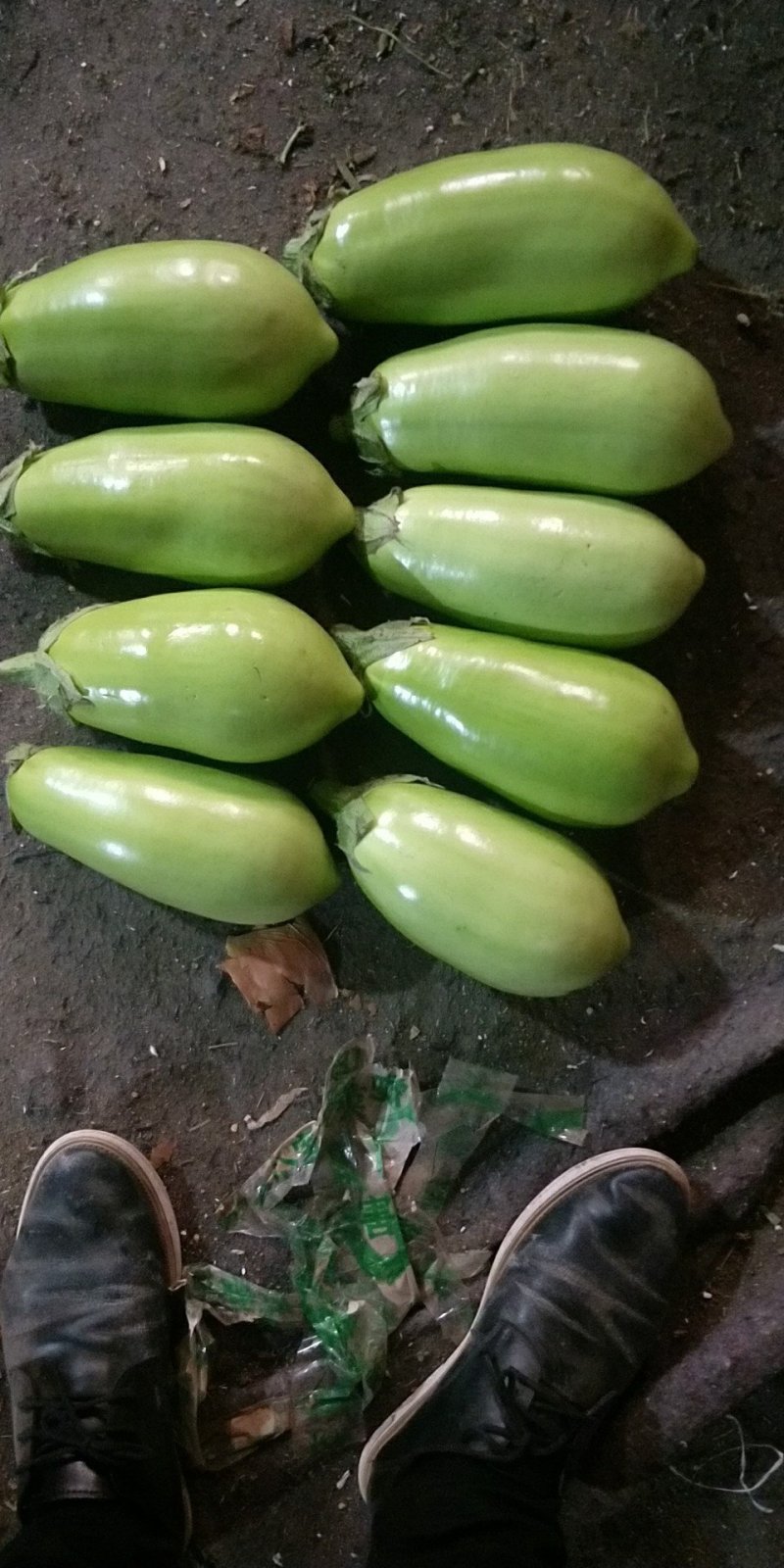 绿茄子