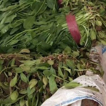 小叶菠菜