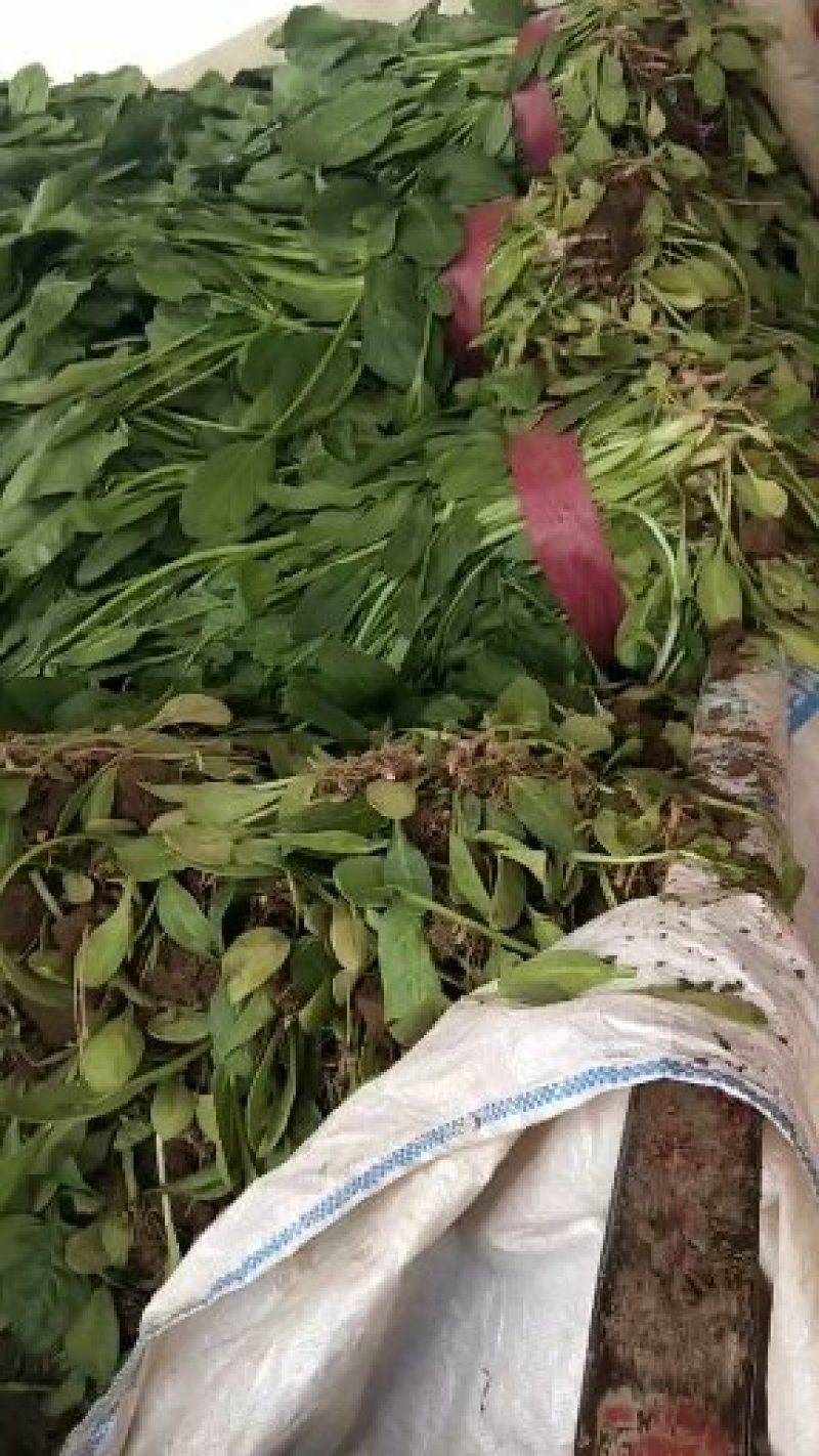 小叶菠菜