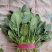 小叶菠菜