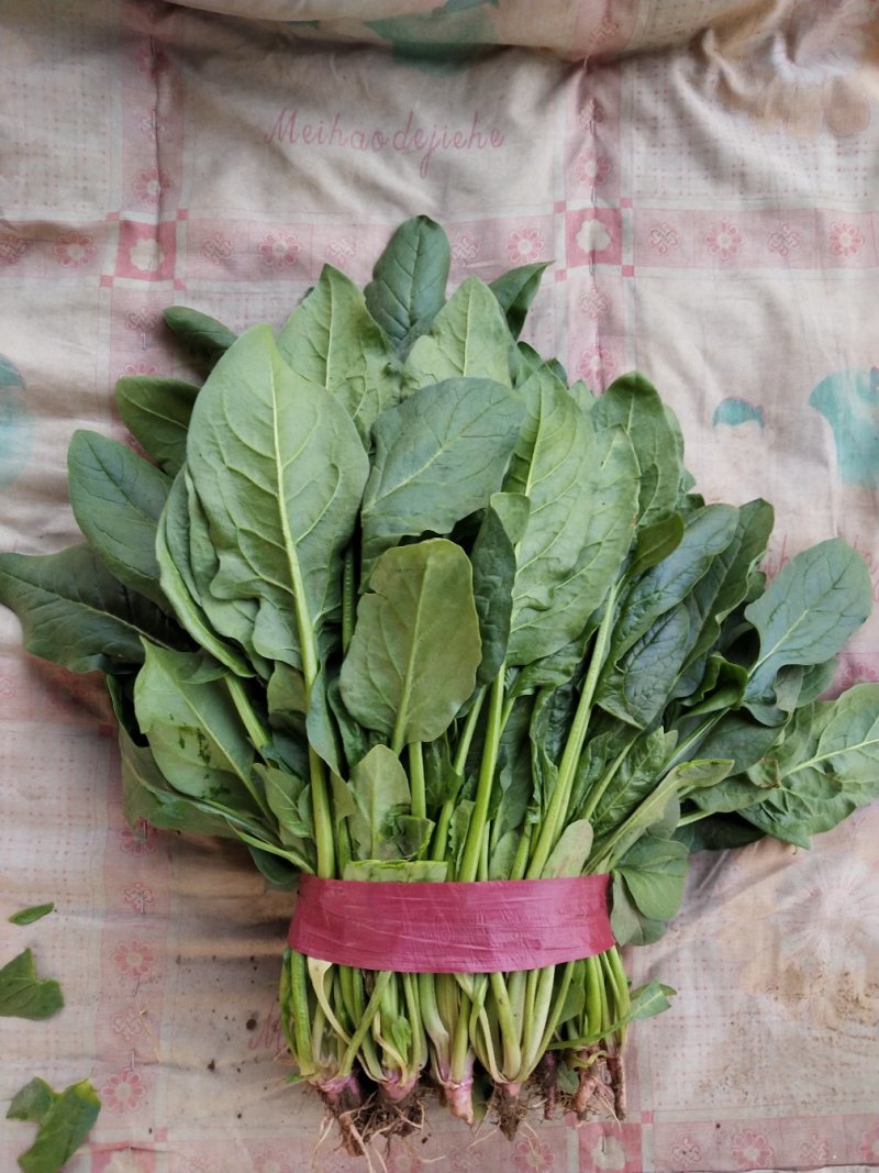 小叶菠菜