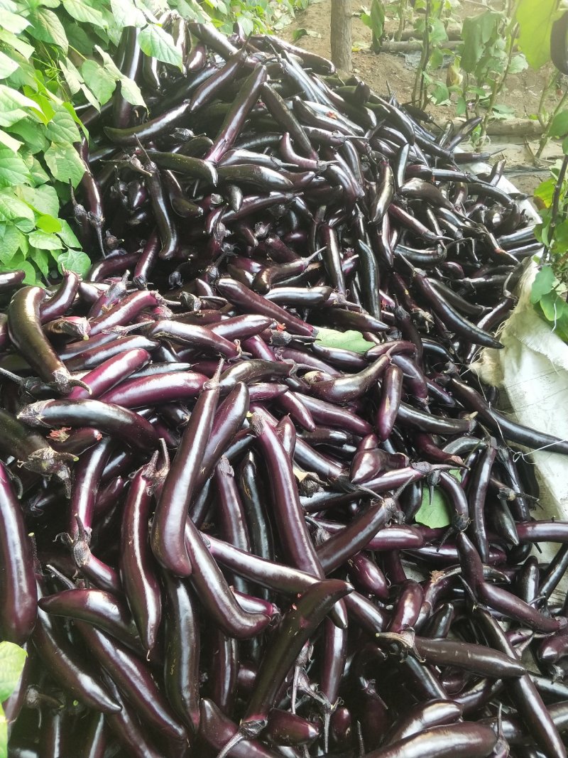 精品蔬菜大量上市欢迎采购