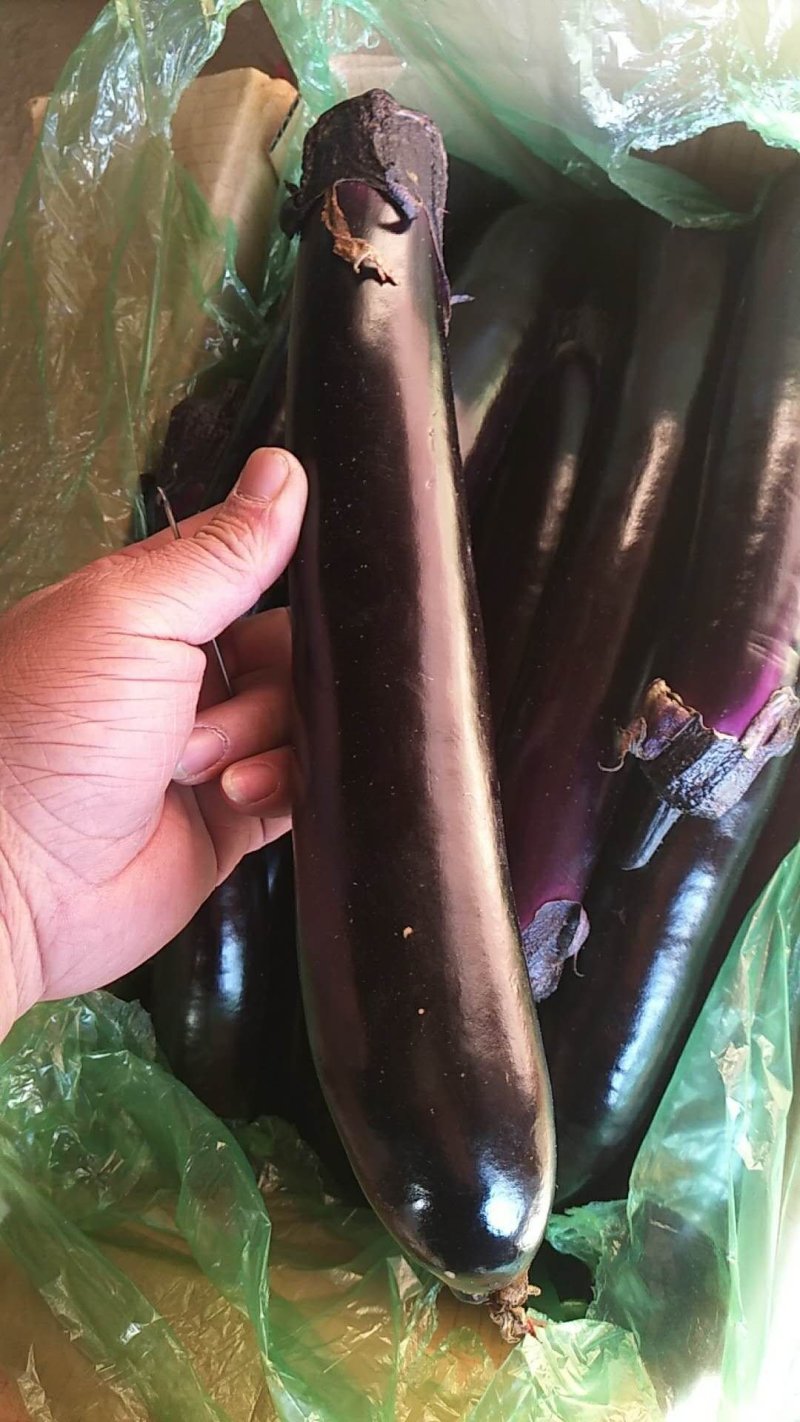 精品蔬菜大量上市欢迎采购