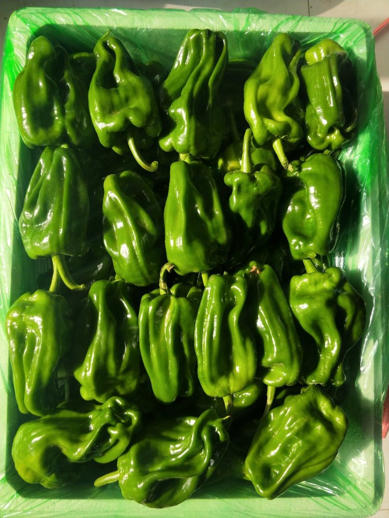 麻辣椒