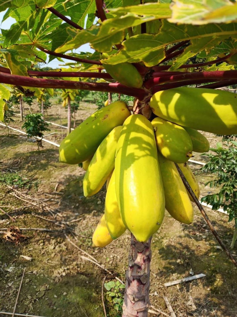 木瓜树苗黄金木瓜苗夏威夷大青大白红菱水果木瓜苗