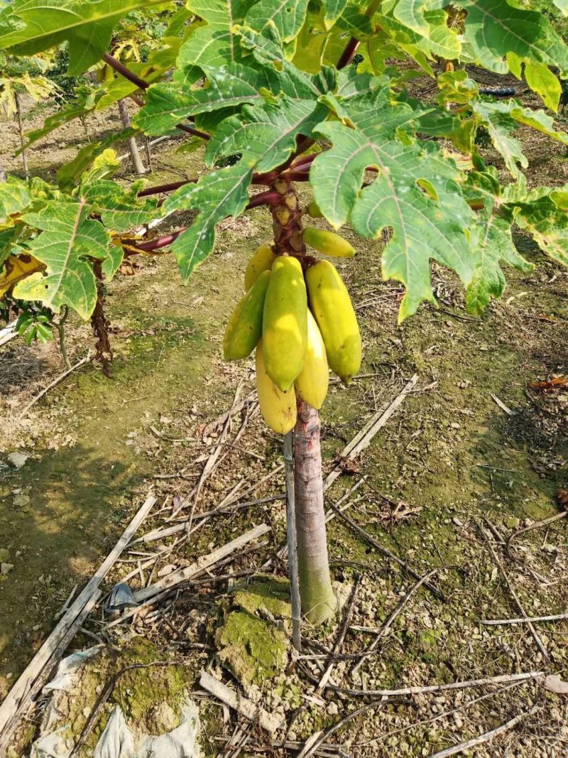 木瓜树苗黄金木瓜苗夏威夷大青大白红菱水果木瓜苗
