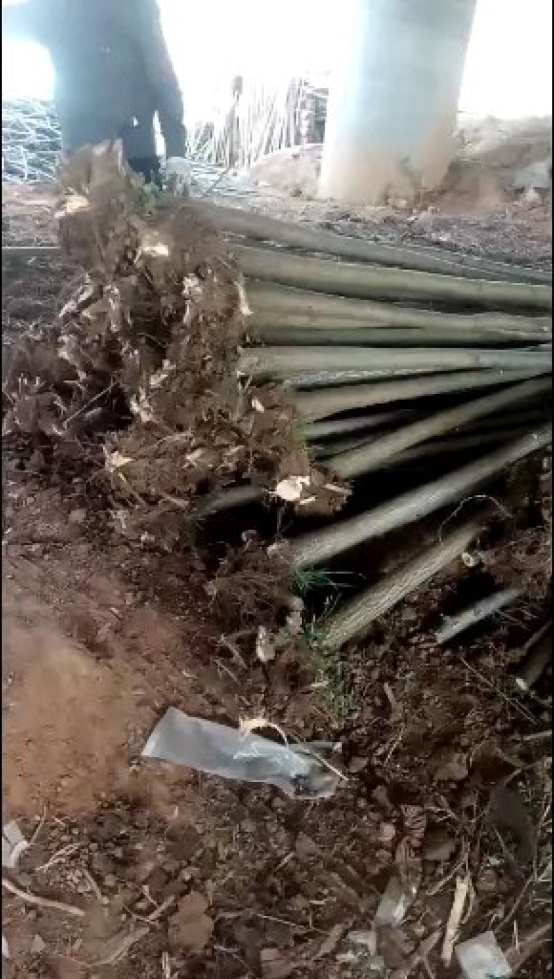 速生柳柳树4公分柳树5公分