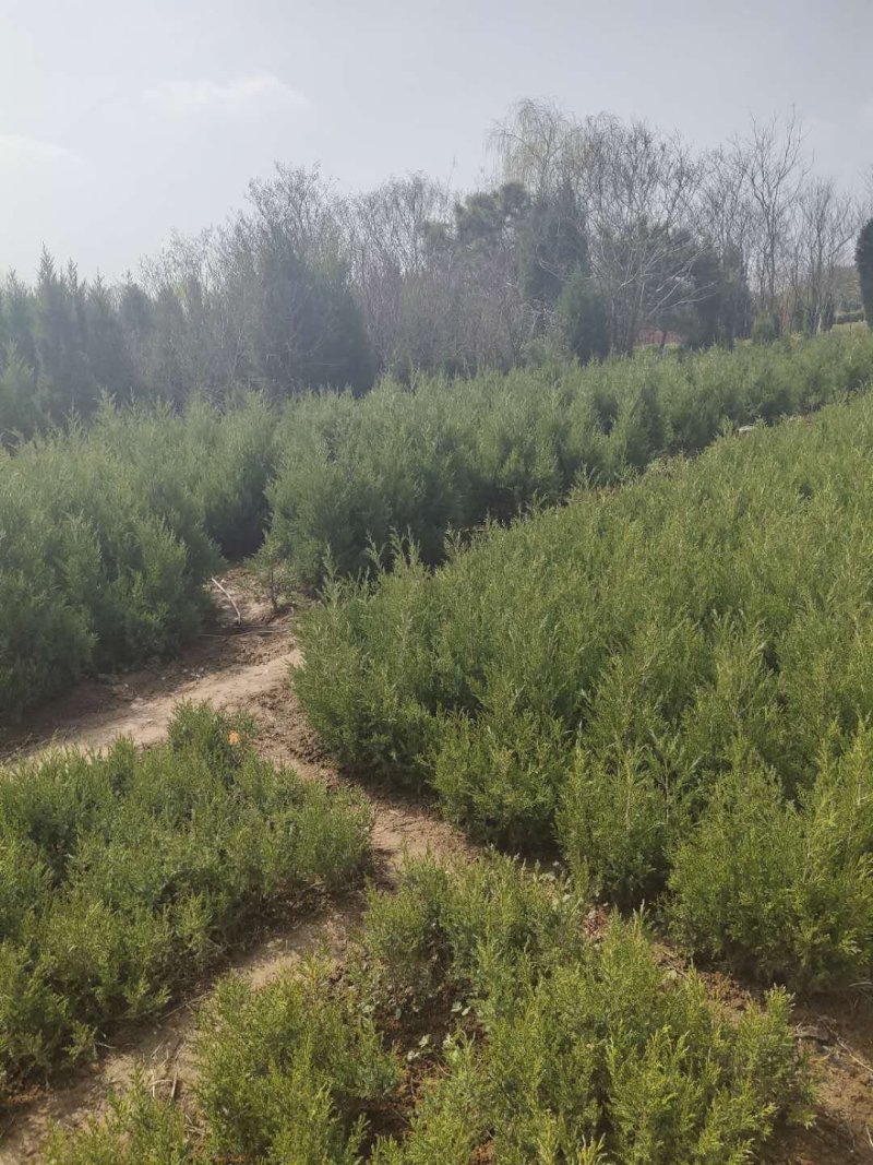 柏树苗.塔柏树苗.蜀桧树苗各种规格基地直供来电优惠中