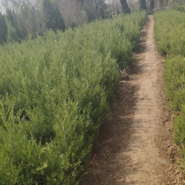 柏树苗.塔柏树苗.蜀桧树苗各种规格基地直供来电优惠中