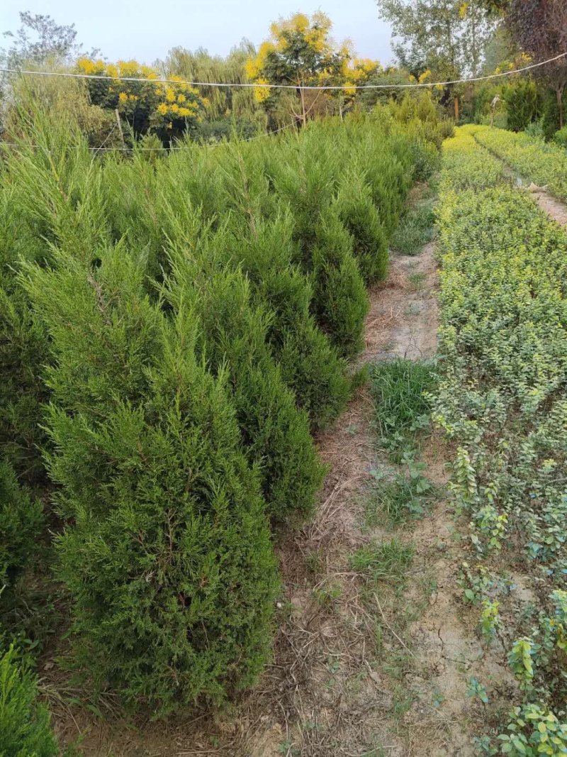 柏树苗.塔柏树苗.蜀桧树苗各种规格基地直供来电优惠中