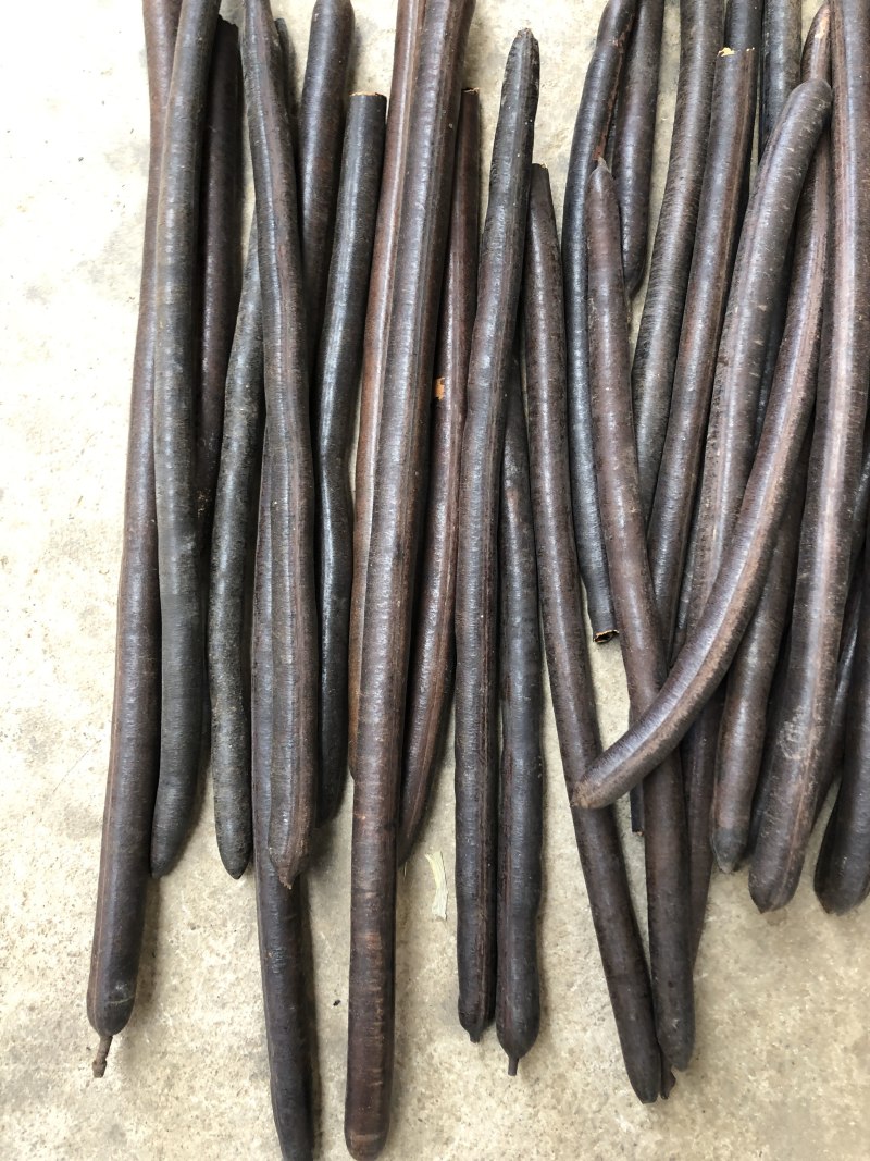 新货，无虫便秘果，腊肠果，便秘果一手货源，油脂好，包邮