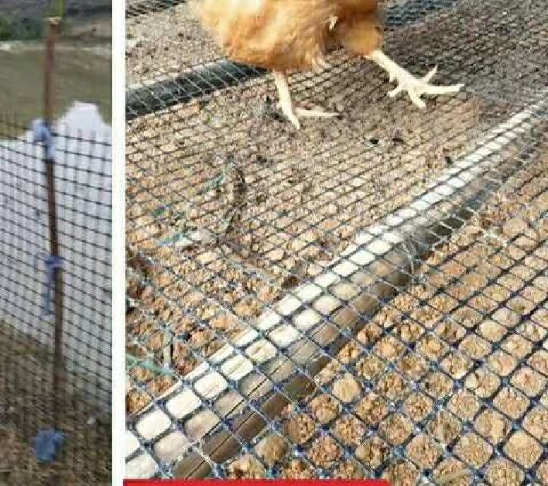 【热卖】偏软普通版塑料网圈鸡网围栏网家用圈果园网厂家直销