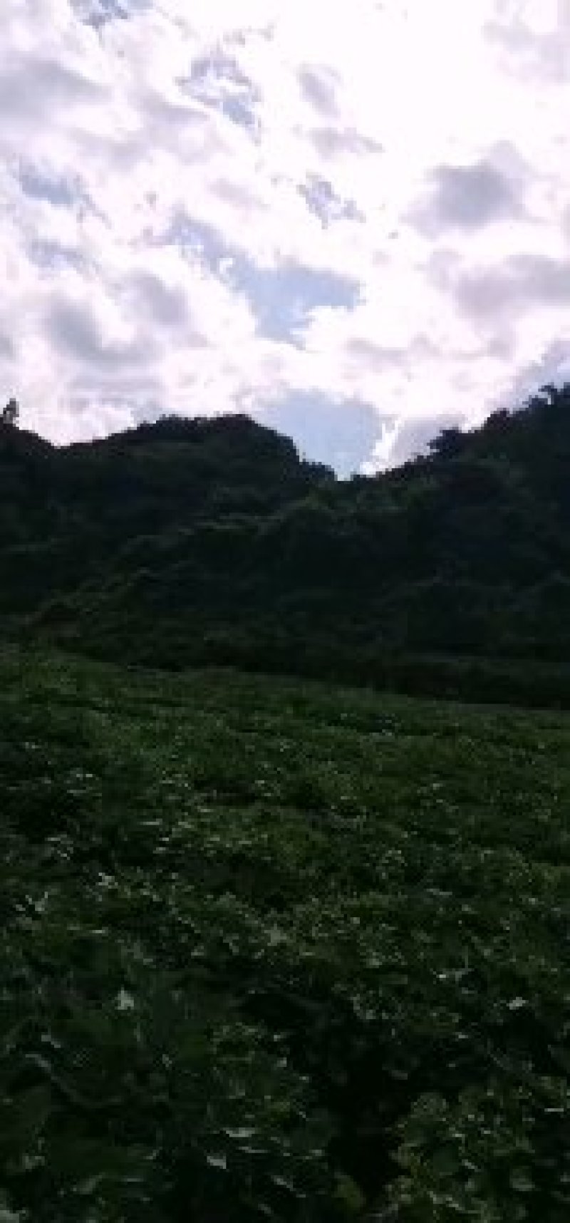 红薯苗
