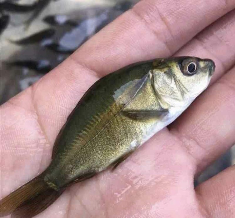 鲤鱼苗1到3寸各种规格齐全基地直销提供技术指导