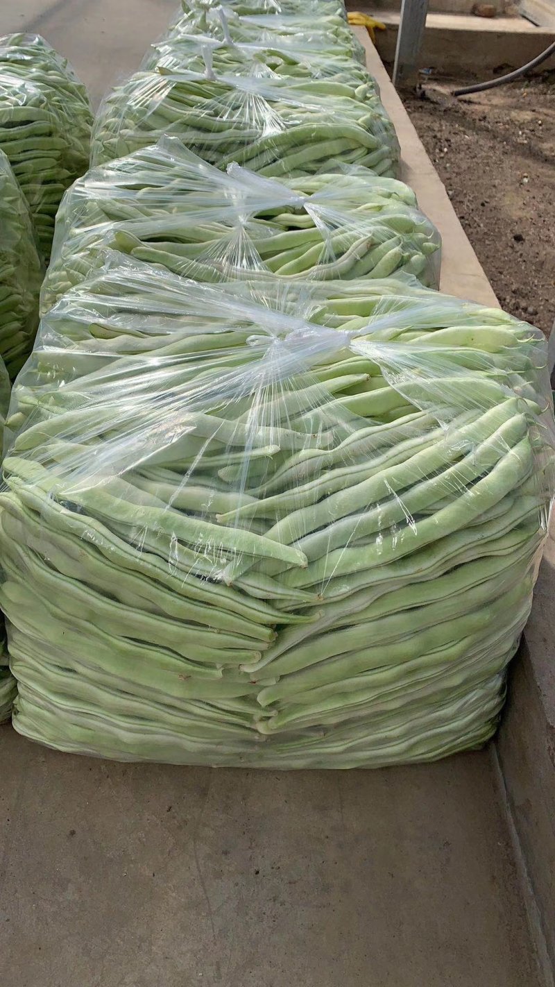 九粒白芸豆，新开园，质量好