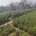 龙柏小龙柏龙柏苗大量供应各种规格基地直销一手苗