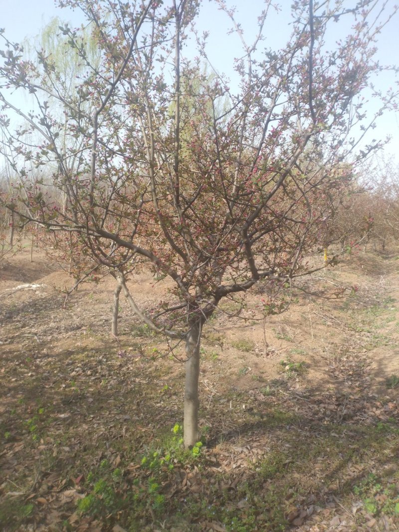 垂丝海棠小叶垂丝大叶垂丝沂蒙垂丝3-8公分江苏苗木