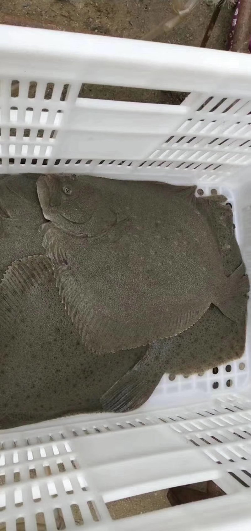 多宝鱼