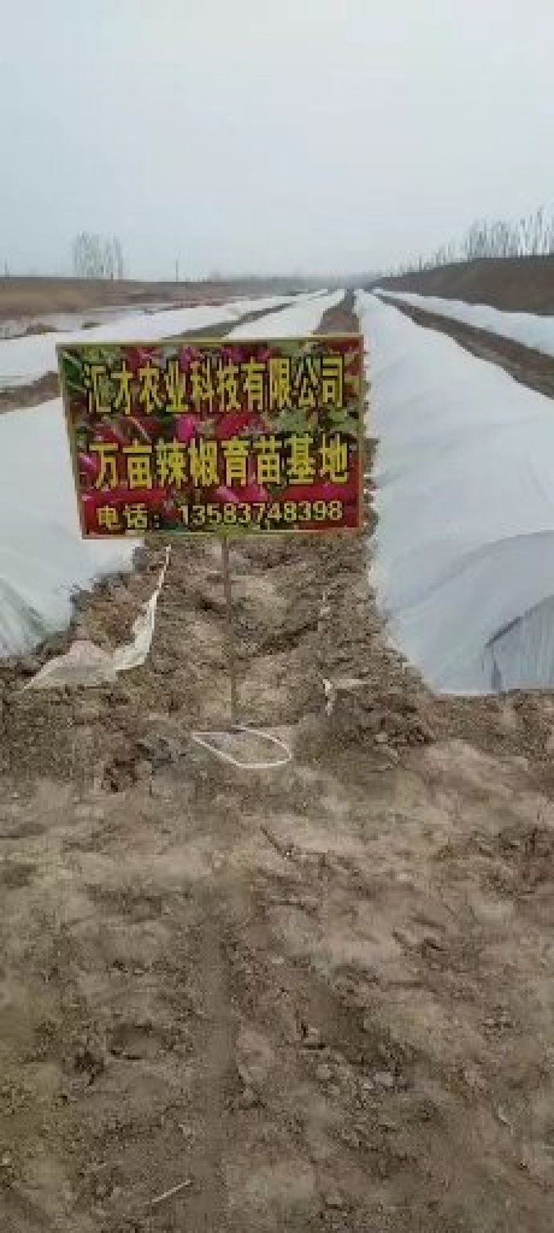 高辣艳红苗，高产抗病，果大饱满，泰国进口一代杂交种子