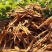 云南普洱茶叶自种生态无量山茶叶基地500g
