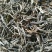 云南普洱茶叶自种生态无量山茶叶基地500g