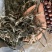 云南普洱茶叶自种生态无量山茶叶基地500g