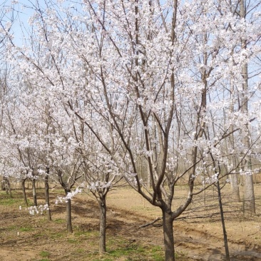 临沂樱花树基地常年出售樱花染井吉野早樱晚樱8-25