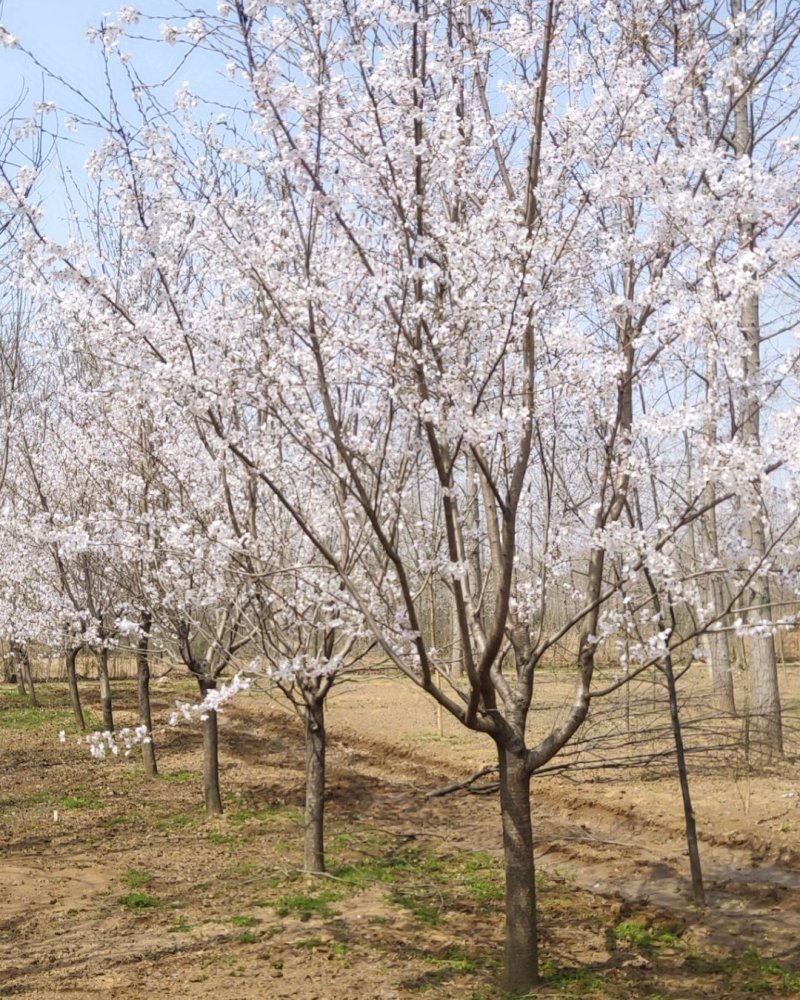 临沂樱花树基地常年出售樱花染井吉野早樱晚樱8-25