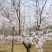临沂樱花树基地常年出售樱花染井吉野早樱晚樱8-25