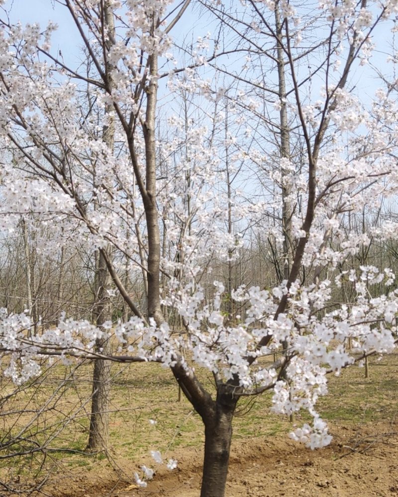 临沂樱花树基地常年出售樱花染井吉野早樱晚樱8-25