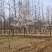 临沂樱花树基地常年出售樱花染井吉野早樱晚樱8-25