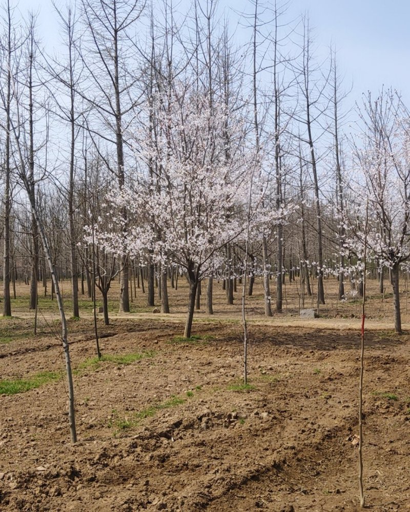 临沂樱花树基地常年出售樱花染井吉野早樱晚樱8-25