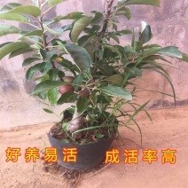 沙果苗东北沙果树苗南北方种植小苹果苗沙果苗海棠果苗盆栽地