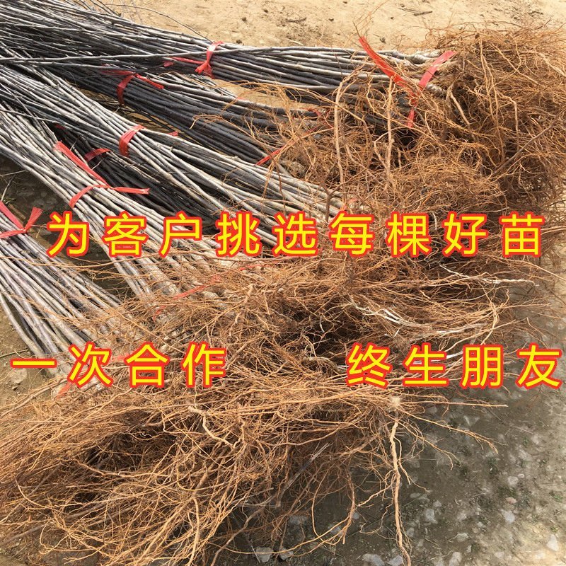 沙果苗东北沙果树苗南北方种植小苹果苗沙果苗海棠果苗盆栽地