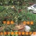 沙果苗东北沙果树苗南北方种植小苹果苗沙果苗海棠果苗盆栽地