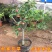 沙果苗东北沙果树苗南北方种植小苹果苗沙果苗海棠果苗盆栽地