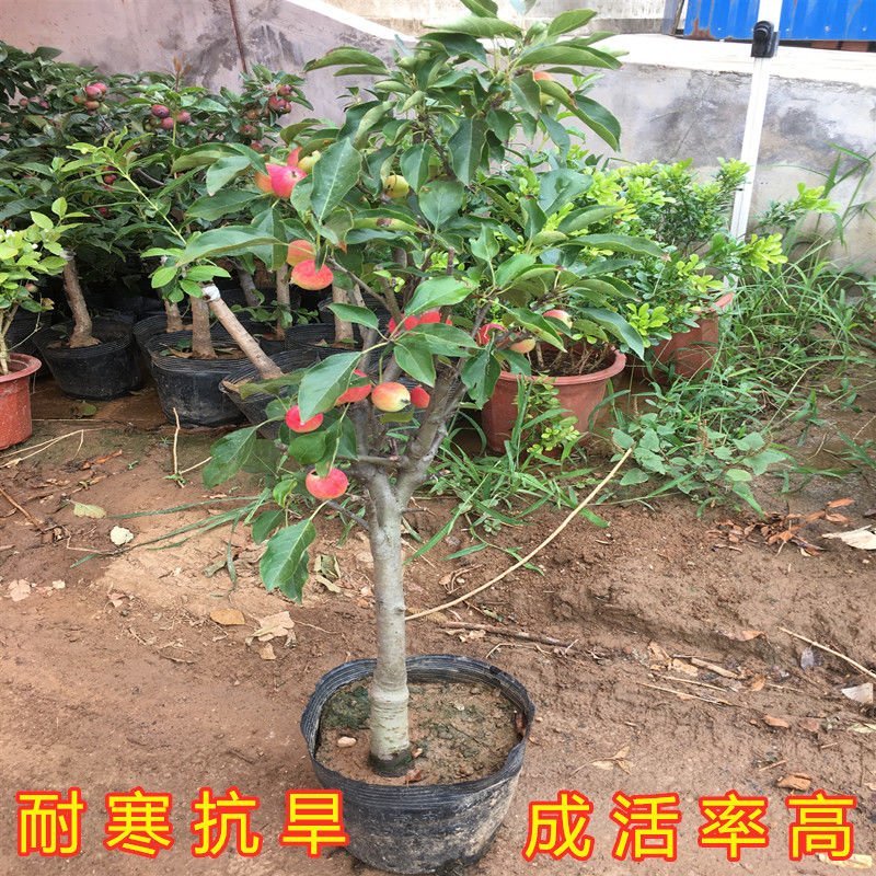 沙果苗东北沙果树苗南北方种植小苹果苗沙果苗海棠果苗盆栽地
