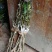 青枣树苗蜜丝枣苹果枣大青枣庭院种植当年结果南北方果树包邮