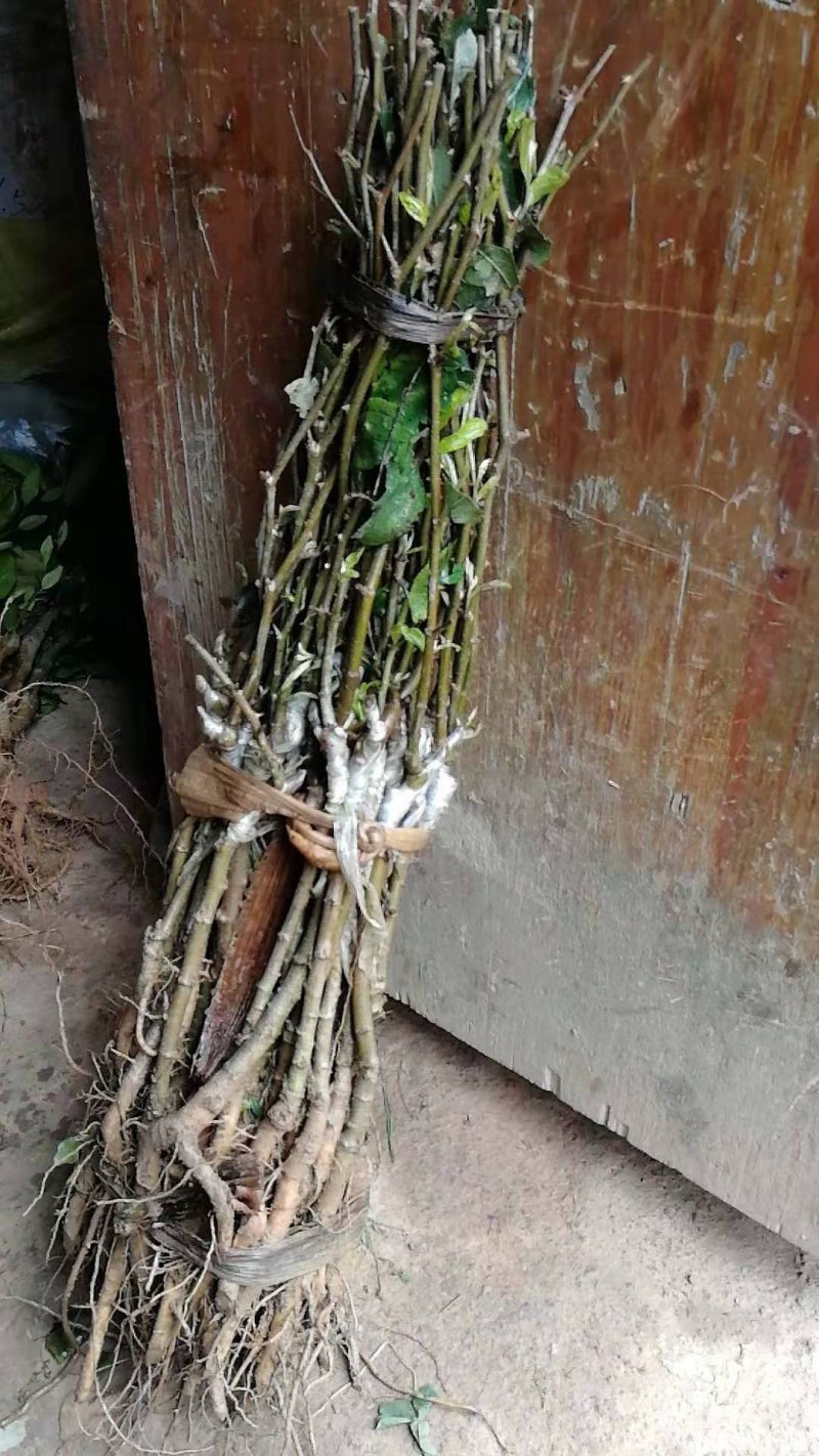 青枣树苗蜜丝枣苹果枣大青枣庭院种植当年结果南北方果树包邮